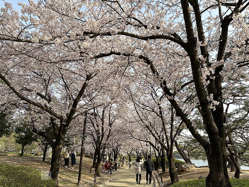 김해 연지공원 벚꽃 전성기는 지금입니다
