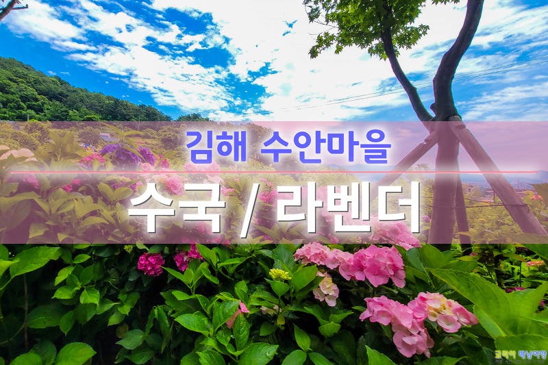 김해 6월 가볼만한곳 김해 대동 수안마을 소등껄 수국 정원...