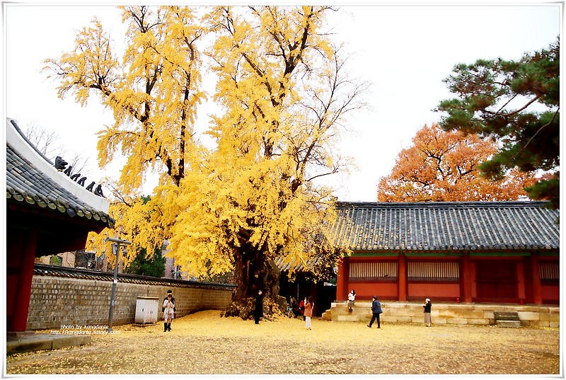 거대한 은행나무잎이 환상적인 서울 문묘(文廟)