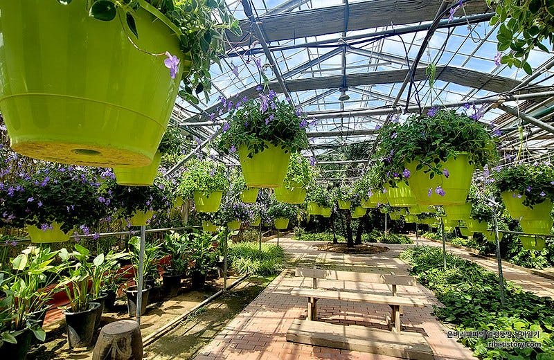 사계절 내내 아름다운 원예종 관상 식물을 감상할 수 있는 한국 최대 규모의 실내 온실 식물원, 아산 세계 꽃 식물원~!