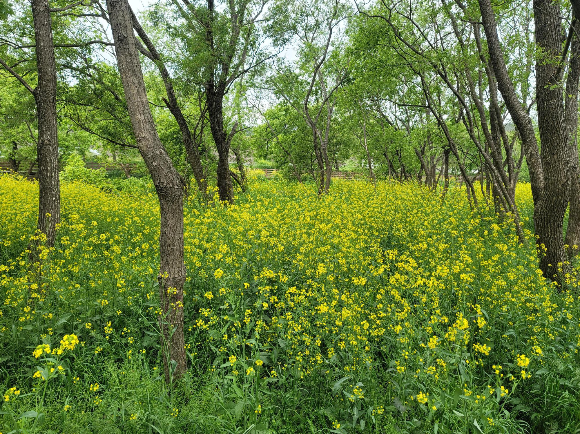 경주여행 핫플 황룡사지 청보리밭, 금장대 노란 갓꽃군락지