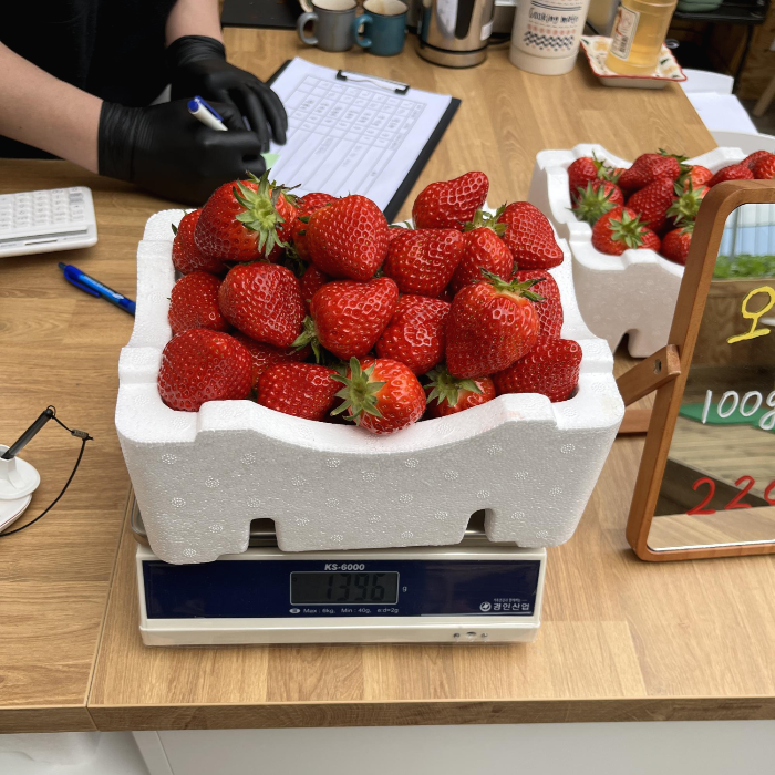 딸기 따기 체험 – 예산 달보드레 딸기