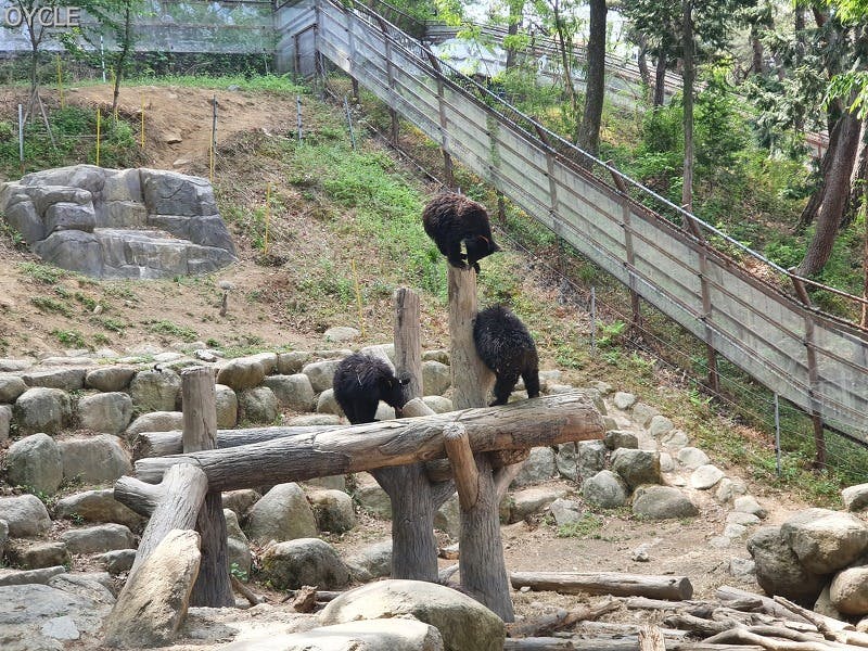 생태학습장 방문 후기 '아이들과 함께 반달가슴곰 보기'