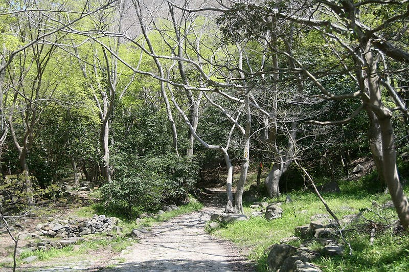 진도, 쌍계사 상록수림 2012