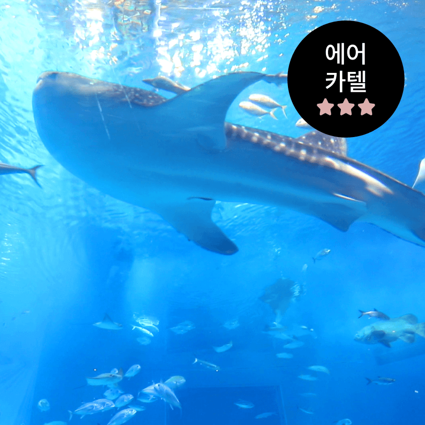 https://mom-mom.cdn-nhncommerce.com/Mall-No-Chsg/20260522/060620.739728341/에어카텔.png