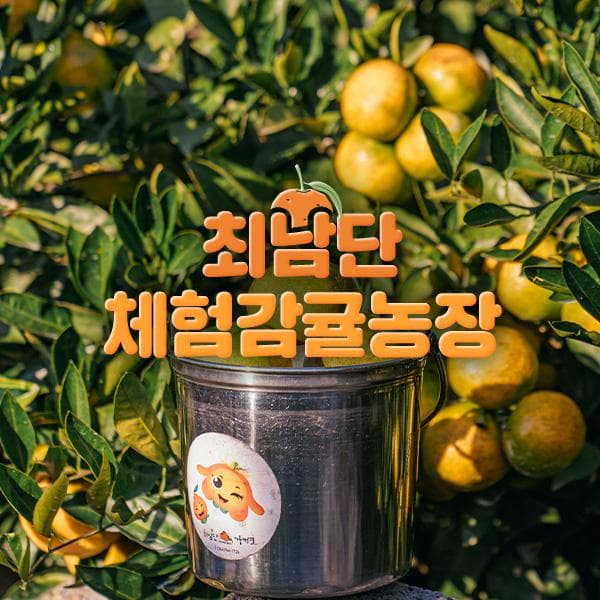 [제주] 제주 최남단 체험감귤농장
