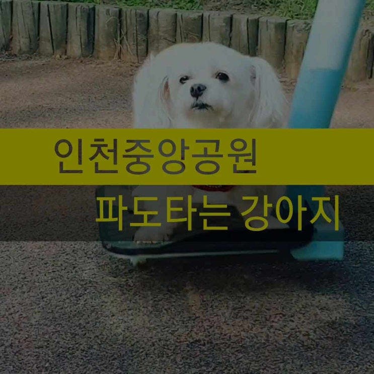 인천중앙공원 운동기구에서 파도타는 강아지