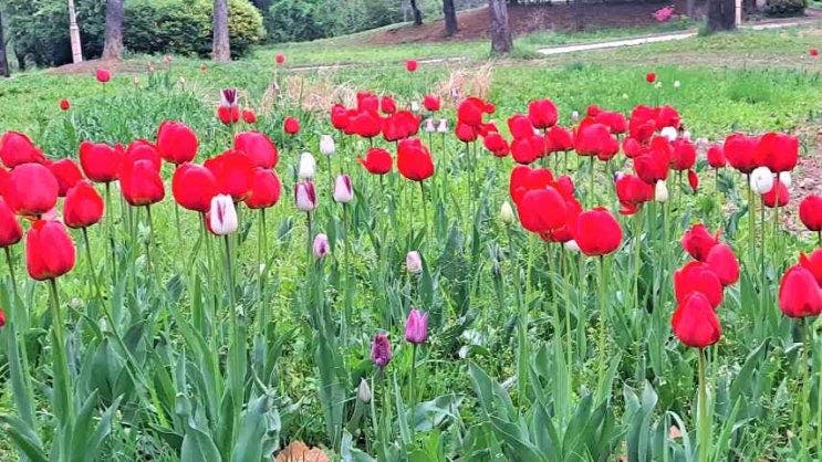 부평공원 새벽을 여는… 튤립(tulip])꽃 새~아침